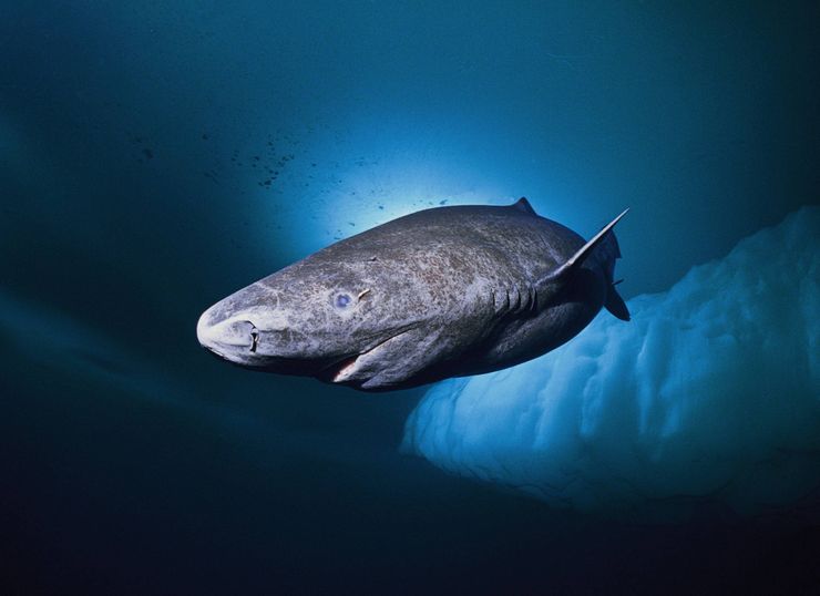 Гренландская полярная акула — сверхгигант, обнаруженный в подводном мире северных холодных вод