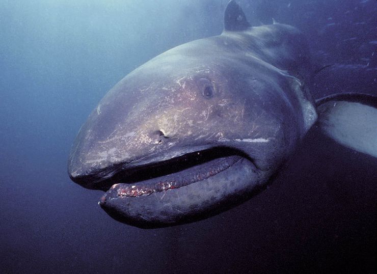 Пелагическая большеротая акула