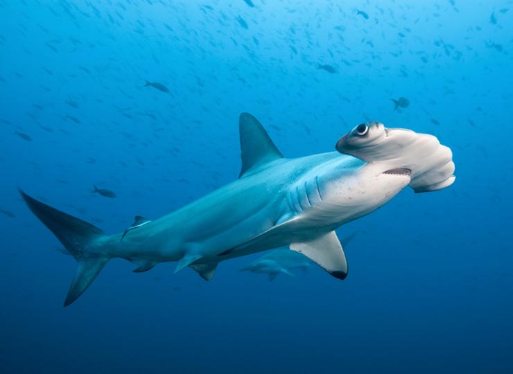 Гигантская акула-молот названа так из-за огромных размеров тела