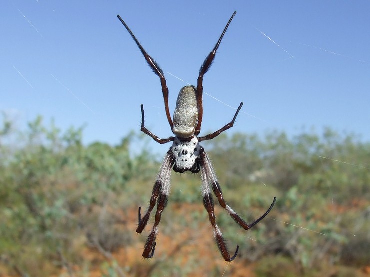 Нефила-золотопряд занимает последнее в рейтинге место среди крупных пауков