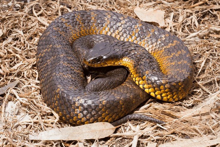 Тело австралийских тигровых змей может быть бурой, черной или оливкой окраски со светлыми кольцами