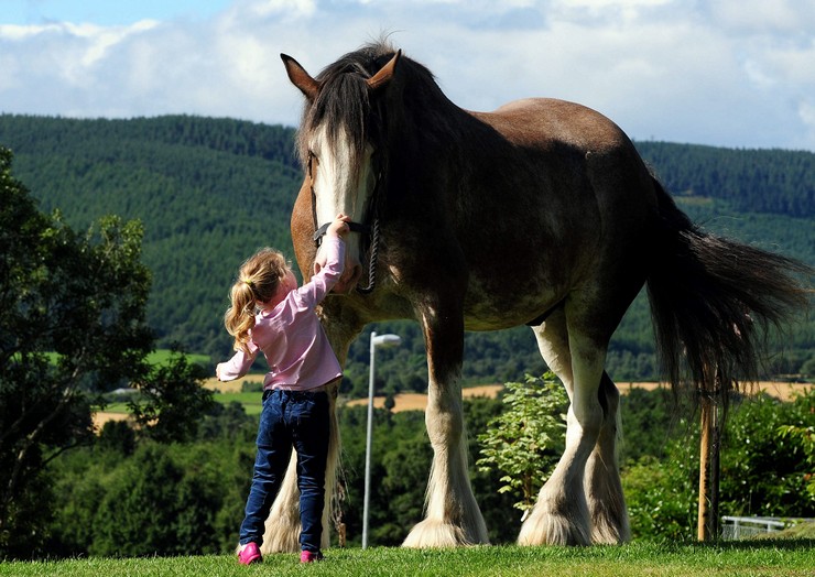 Самые большие, мощные и высокие лошади мира. Самая сильная и выносливая лошадь, лучшие рекордсмены