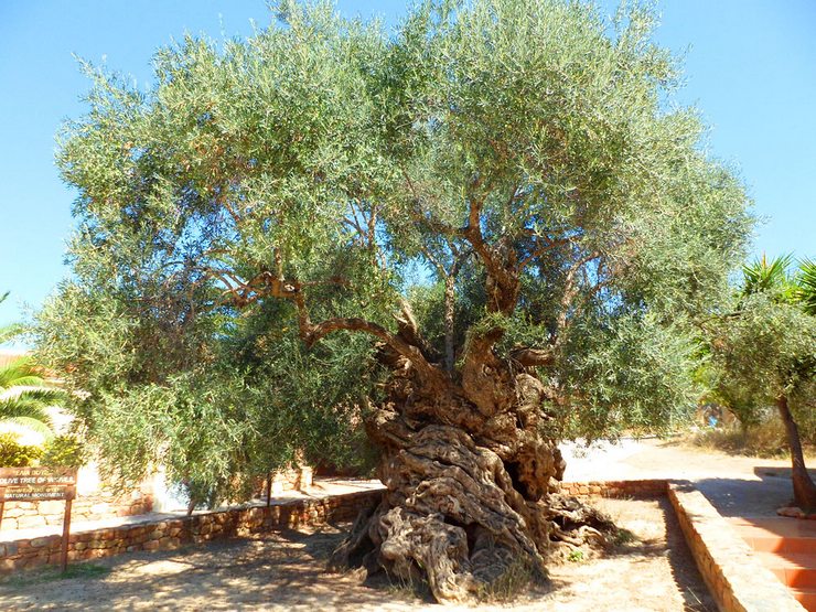 Оливковое дерево Вувес