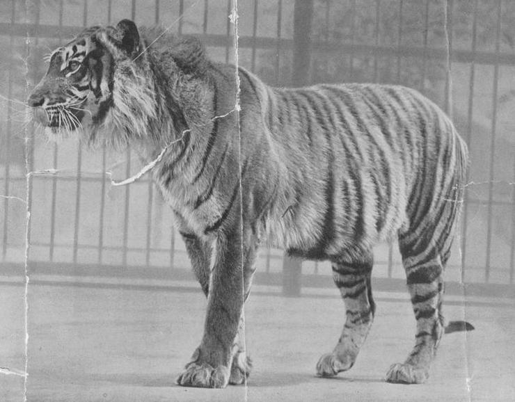 Яванский тигр
