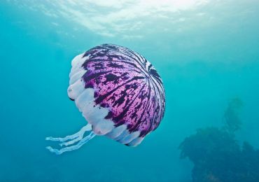 Фиолетовая полосатая медуза