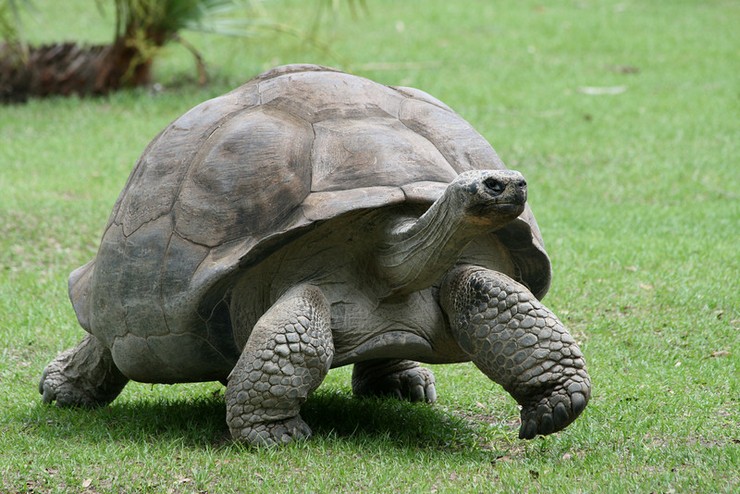 Слоновая галапагосская черепаха