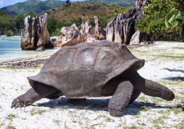 Сейшельская гигантская черепаха