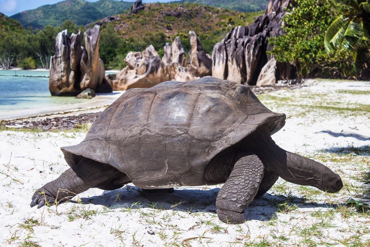 Seychelles Giant Turtle