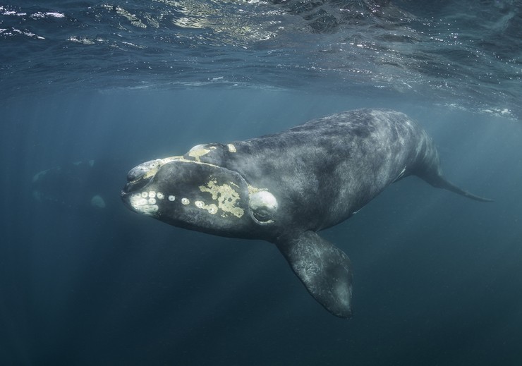 Синий кит: невероятная история самого крупного животного всех времен – Whale's Tales