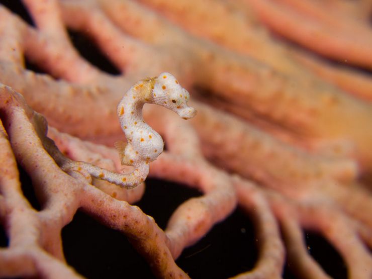 Морской конек Hippocampus denise