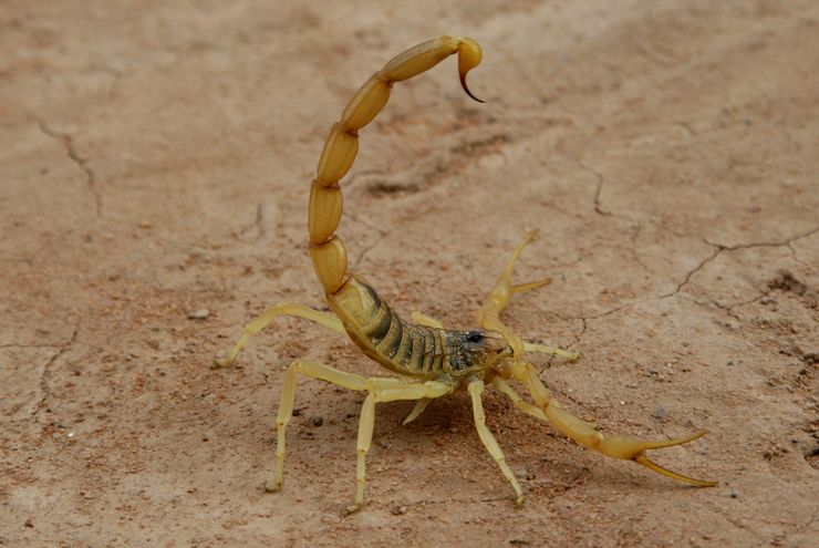 Скорпион Лейурус